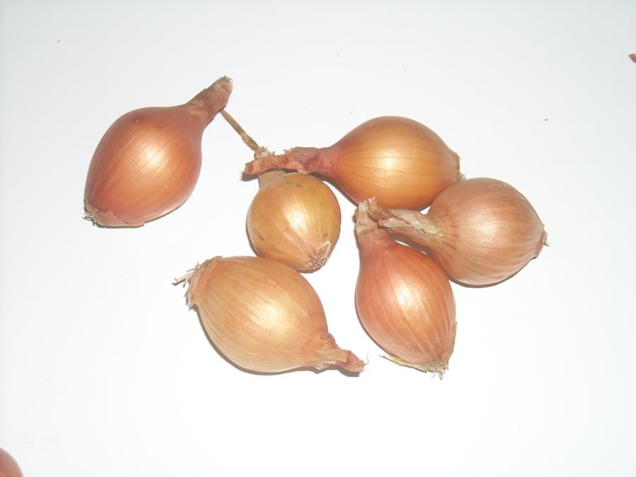 CEBULA DYMKA Ż&Oacute;ŁTA WOLSKA III